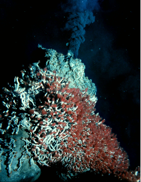 A black smoker vent, red tubeworms off the coast of Oregon on the Juan de Fuca Ridge. Photo: University of Washington; NOAA/OAR/OER.